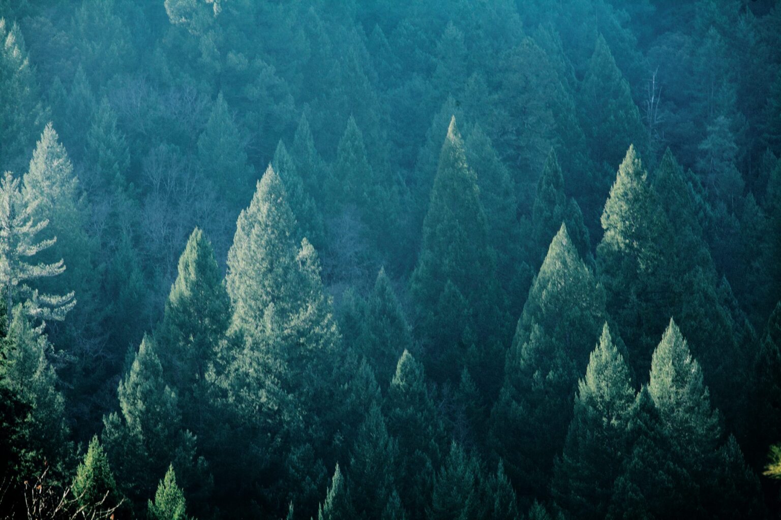 Forest treetops in shades of green and blue.