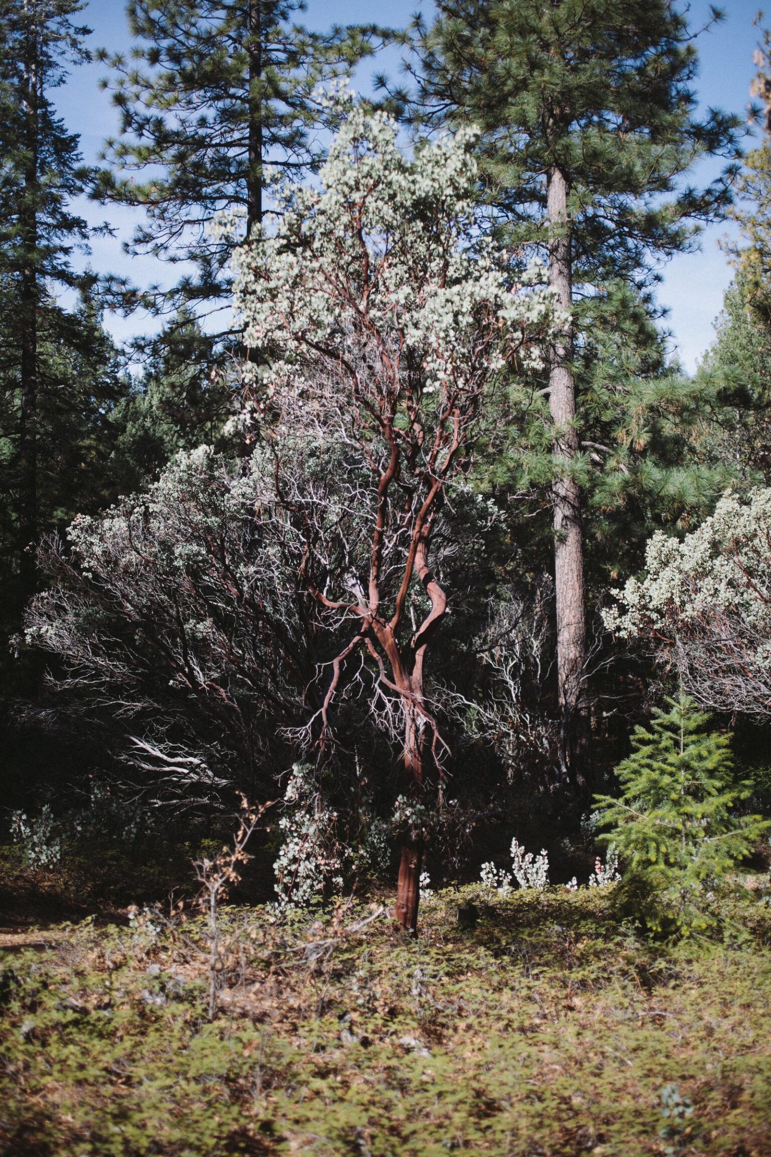 Reddish tree trunk and pale foliage among pine trees.